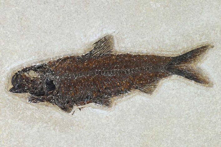 Detailed Fossil Fish (Knightia) - Wyoming #163432